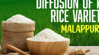 Embedded thumbnail for DIFFUSION OF KAU RICE VARIETIES | MALAPPURAM | കേരള കാർഷിക സർവ്വകലാശാല പുറത്തിറക്കിയ നെല്ലിനങ്ങൾ