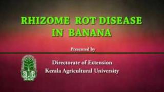 Embedded thumbnail for Rhizome rot in banana
