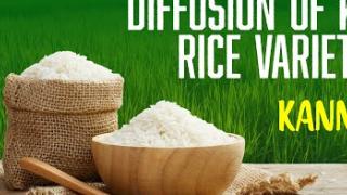 Embedded thumbnail for DIFFUSION OF KAU RICE VARIETIES | KANNUR | കേരള കാർഷിക സർവ്വകലാശാല പുറത്തിറക്കിയ നെല്ലിനങ്ങൾ