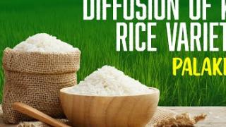 Embedded thumbnail for DIFFUSION OF KAU RICE VARIETIES | PALAKKADU | കേരള കാർഷിക സർവ്വകലാശാല പുറത്തിറക്കിയ നെല്ലിനങ്ങൾ