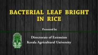Embedded thumbnail for Bacterial Leaf blight in rice
